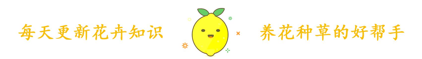 气温高的夏天多肉如何养护,高温夏天多肉怎么养出状态