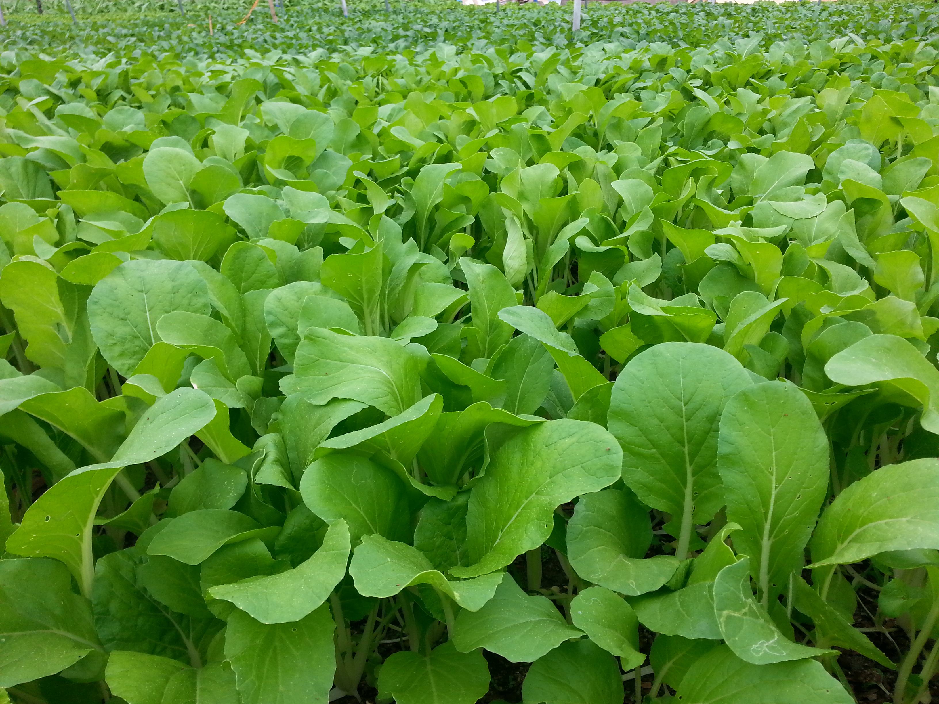 蜗牛吃菜预防土方法,蜗牛防治最有效方法