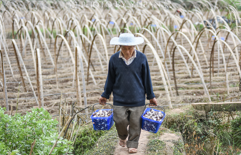 受新冠疫情影响，重庆潼南10万斤姬松茸出售受阻，老板欲哭无泪