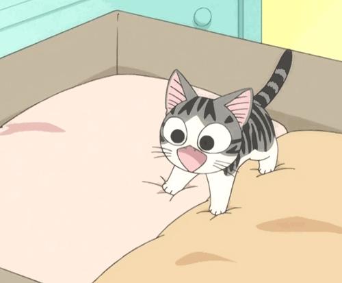 养小猫攻略,养2个月小猫攻略