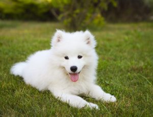 萨摩耶狗的习性,萨摩耶犬优缺点