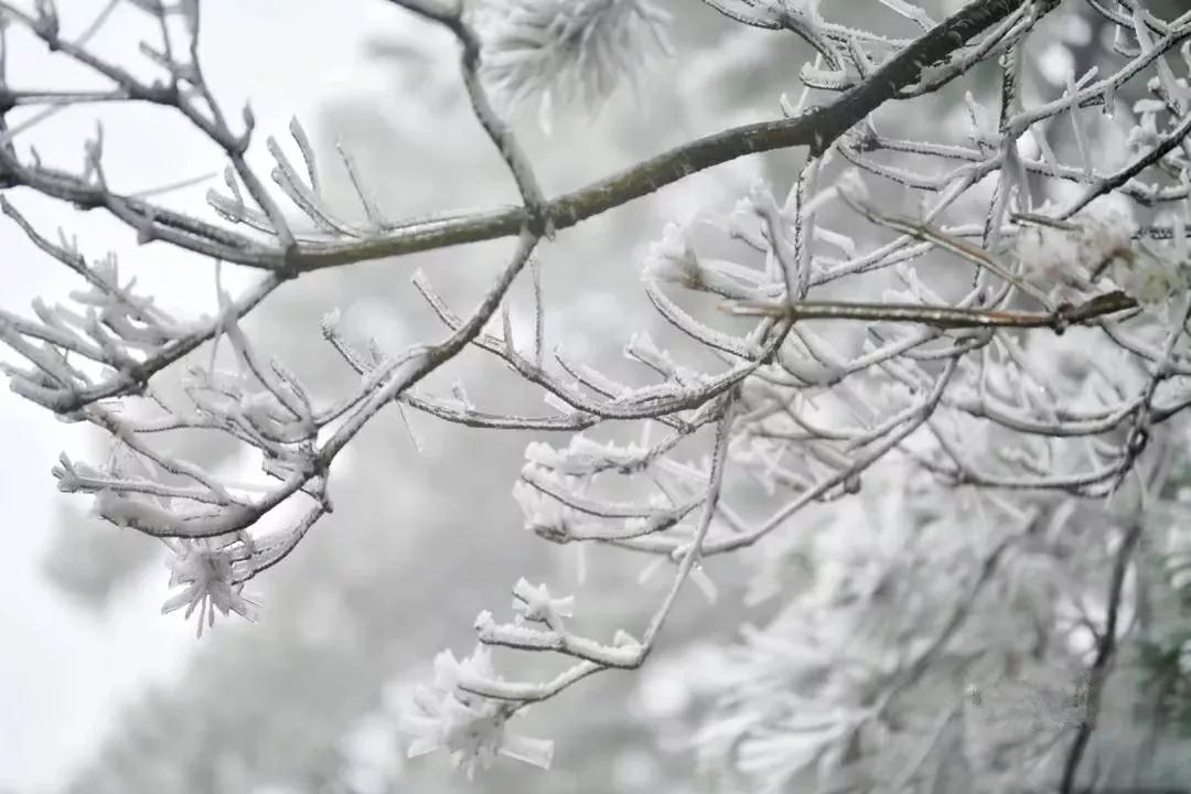 来浙江去哪里看风景,来青田看稻鱼共生