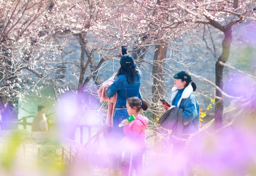 天蒙山踏青赏花,蒙山景区赏花
