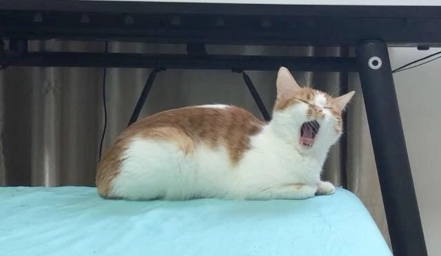 猫有牙周炎该怎么治疗,猫有牙龈炎怎么治疗