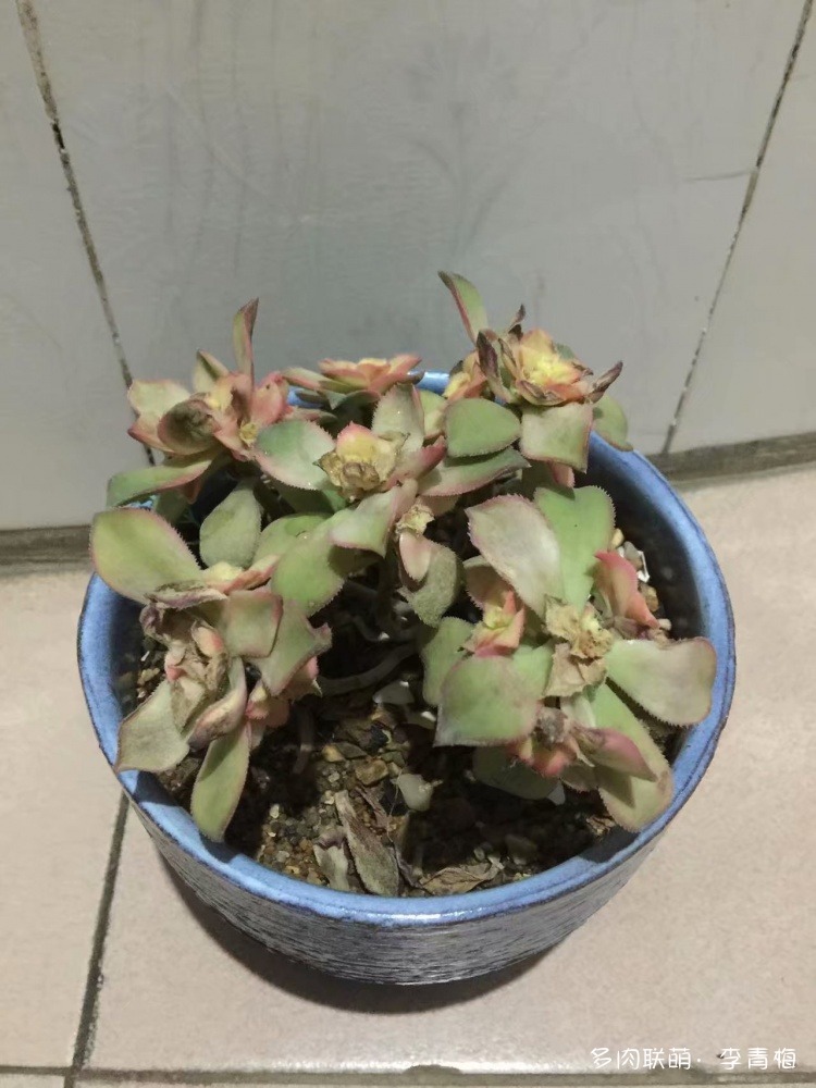瞧，那个钟情艳日辉的人