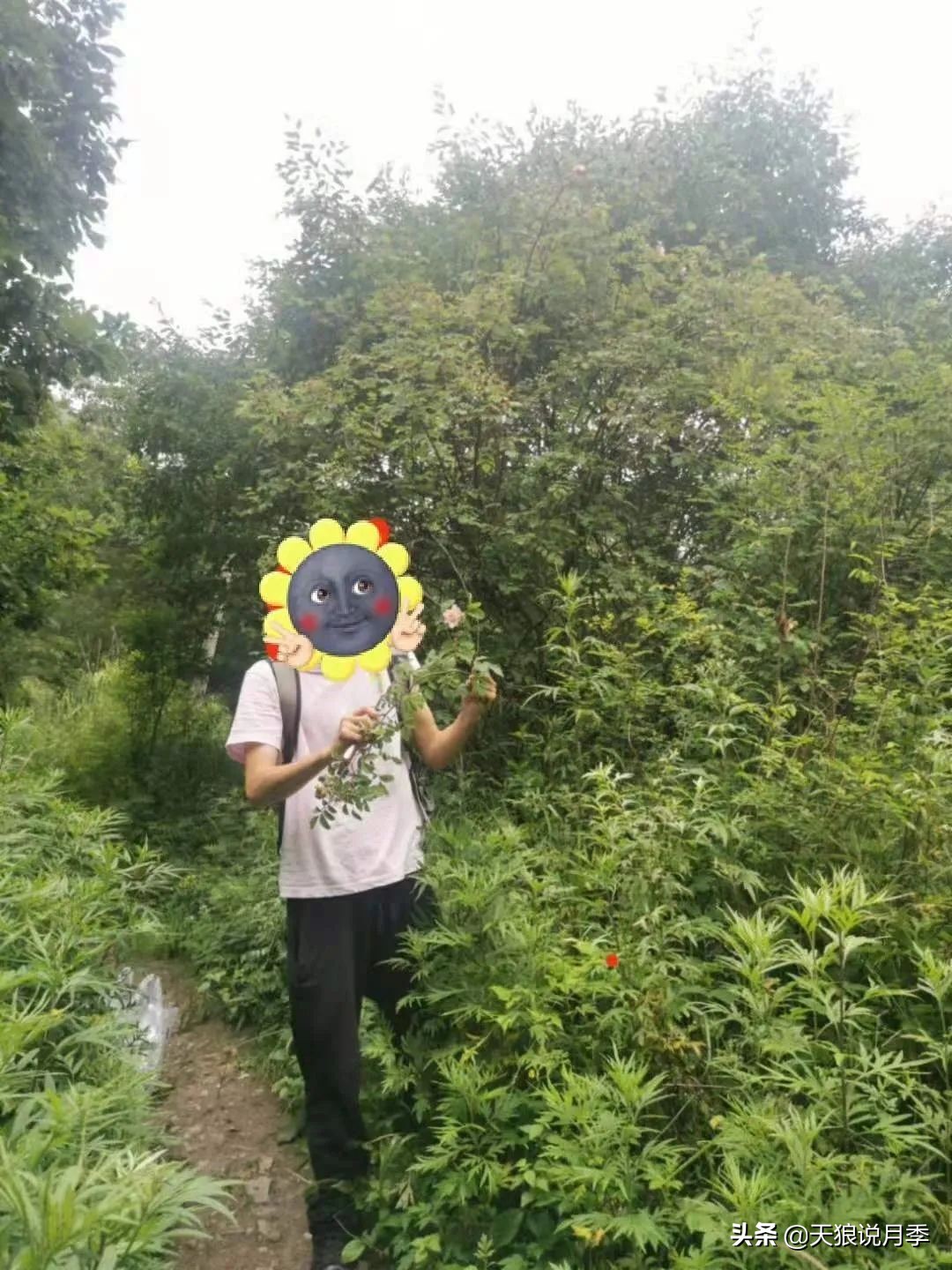 传家宝月季,月季传家宝紫色