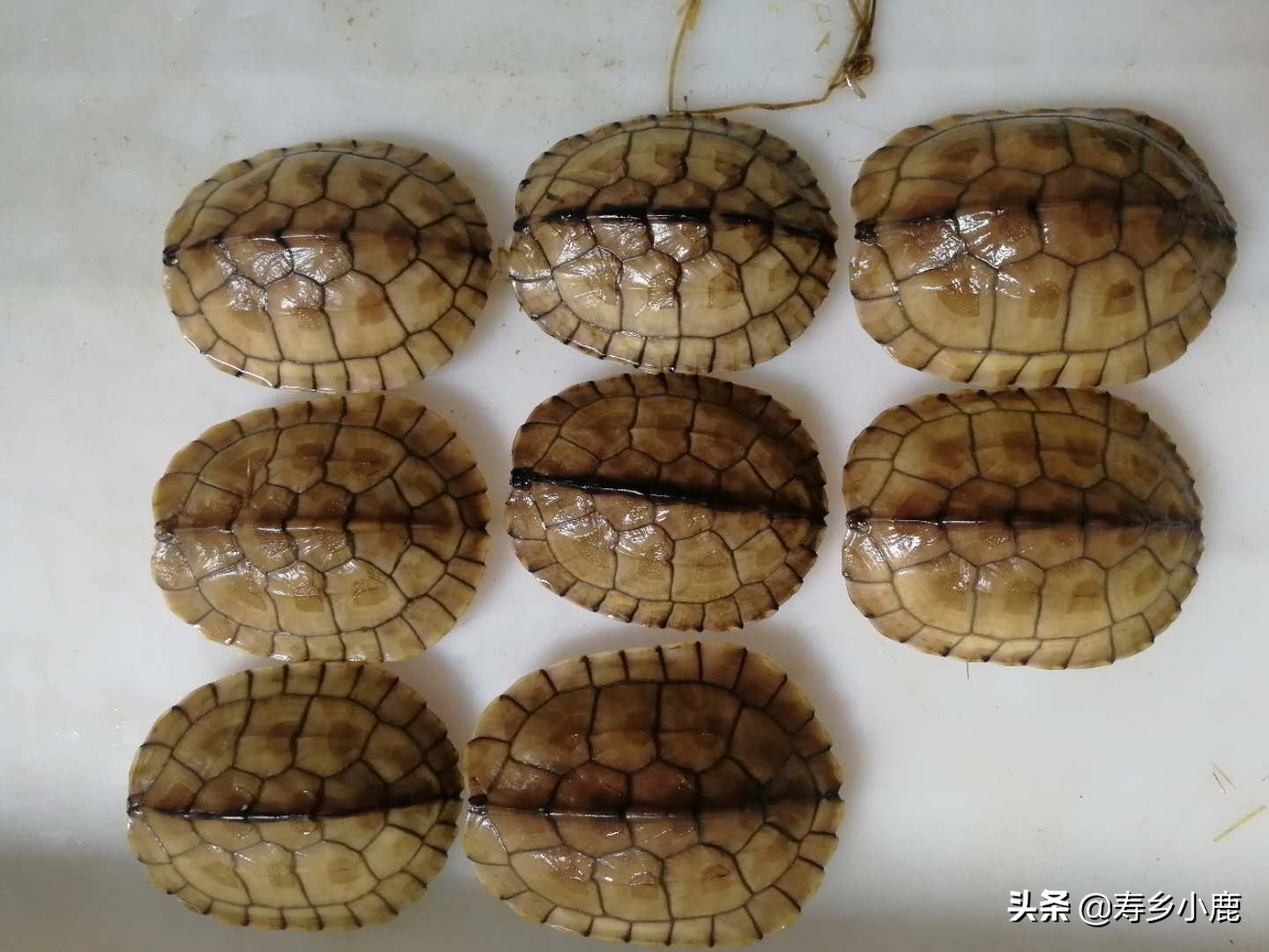 乌龟长途运输到家怎么处理,乌龟收到货后怎么办