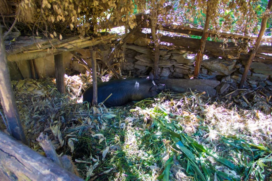 秦岭山中出现一茅屋，主人不在家，只见门口板凳上放着一个铜烟锅