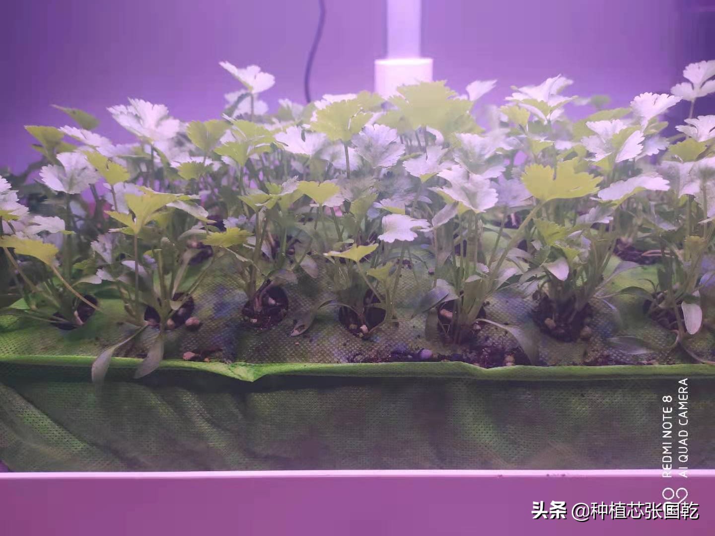 种植机怎么样,种植机种植蔬菜