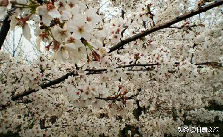 条山农场梨花旅游节价格,条山农场梨花节什么时间开