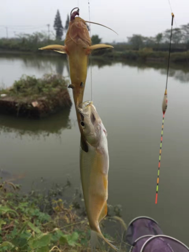 钓黄颡秘诀一夜钓几十条太过瘾了,黄颡鱼用什么饵料最好用