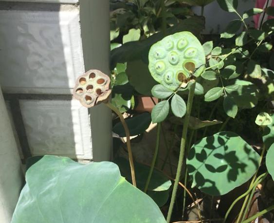 碗莲结了莲蓬怎样养？搞清楚这几点，花后养护更简单