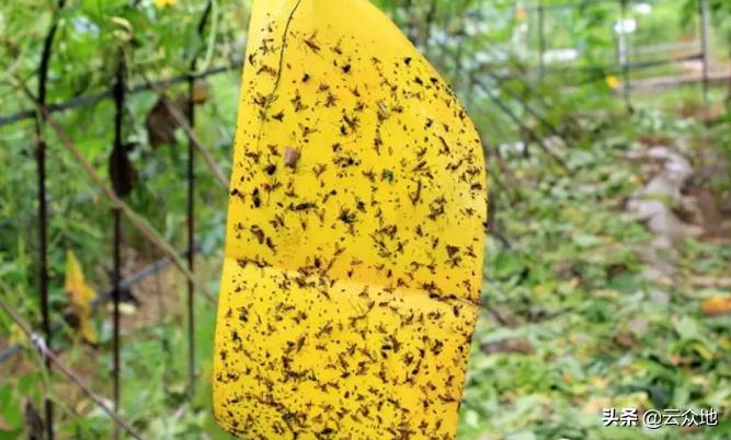 苦瓜肥害的症状及解救方法,苦瓜果实蝇防治