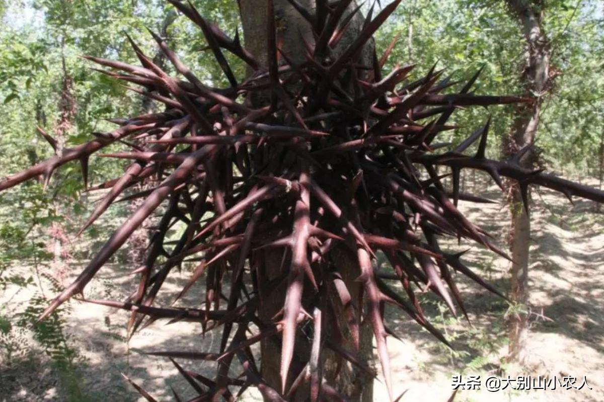 疯狂的皂荚树：热潮后被嫌弃，因能解除“卡脖子”危机又王者归来