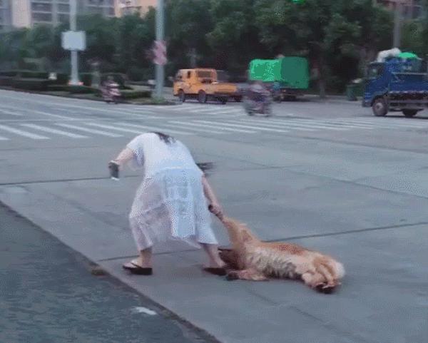 把狗溜累的视频,怎么把狗遛累