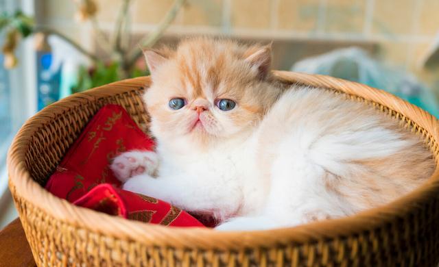 养加菲猫都注意什么,两个月的加菲猫饲养方法食谱