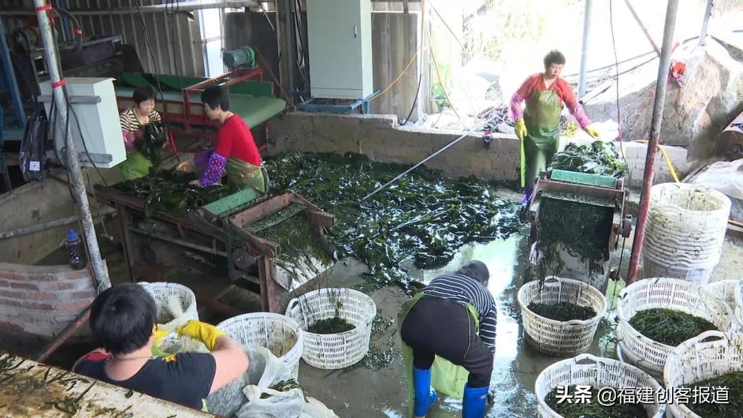 海带采收,海带收割最新视频