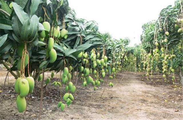 如何解决芒果树害虫,芒果主要虫害及防治方法