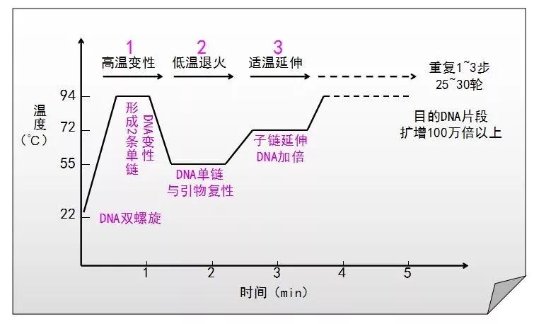 pcr原理简单来说,pcr技术详细介绍
