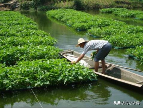 农村种植致富的20个项目排行榜,大学生返乡创业种植大棚蔬菜三年