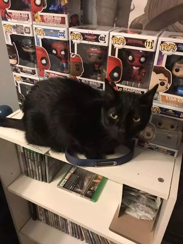 黑猫最后牺牲了吗,黑猫死后狗子伤心