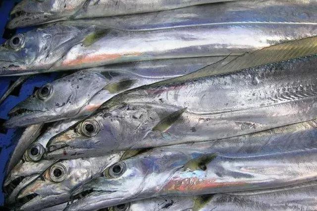 海捕常见海鱼,东海海鱼图片和名称大全