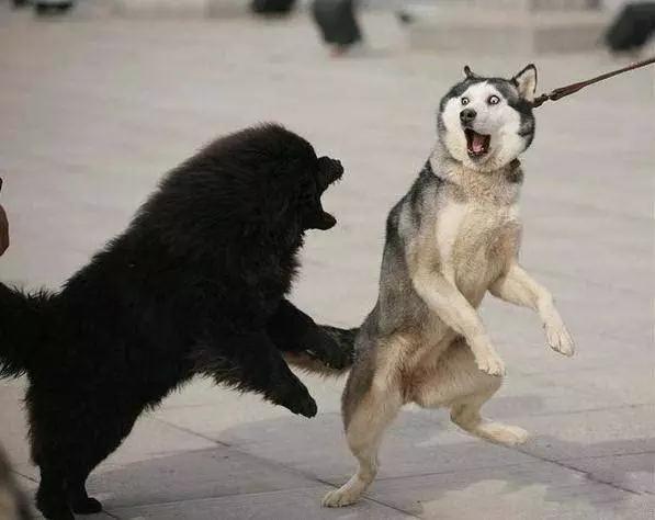 45种狗狗,45种狗狗很难得一见你认识几种