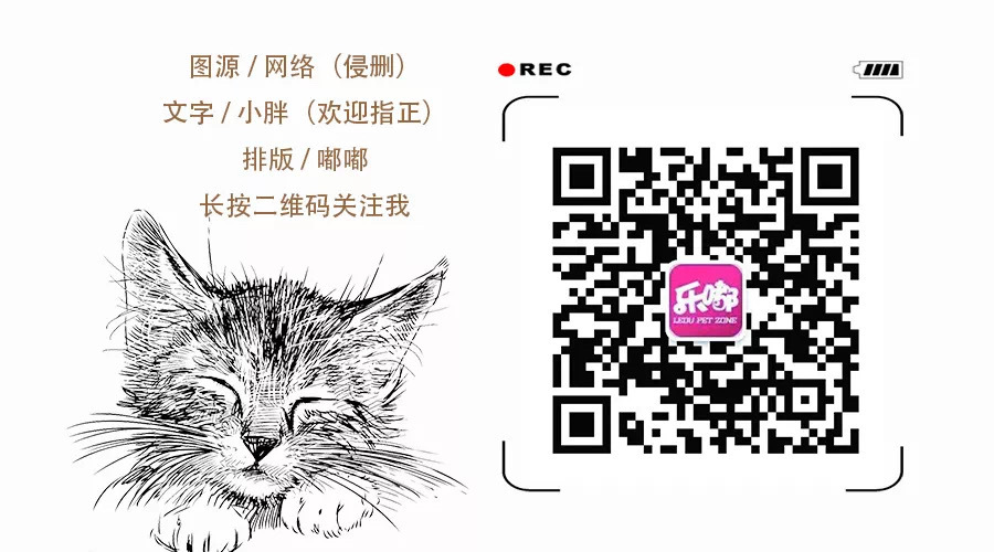 猫咪怎么避免肥厚型心肌病,肥厚型心肌病的猫咪怎么急救