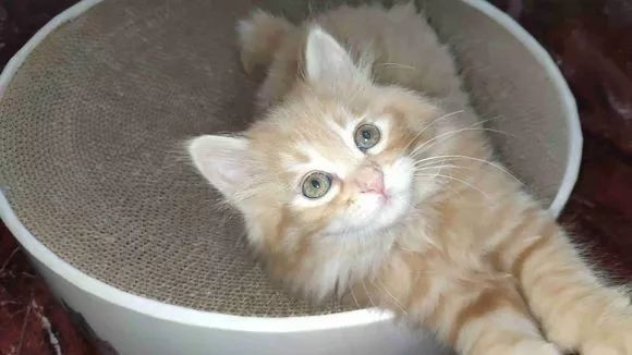 长毛猫和短毛猫哪个更好养,长毛猫和短毛猫哪个更打理