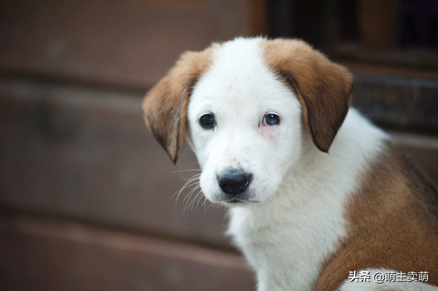狗狗烫伤可以自愈吗狗烫伤要如何处理处理