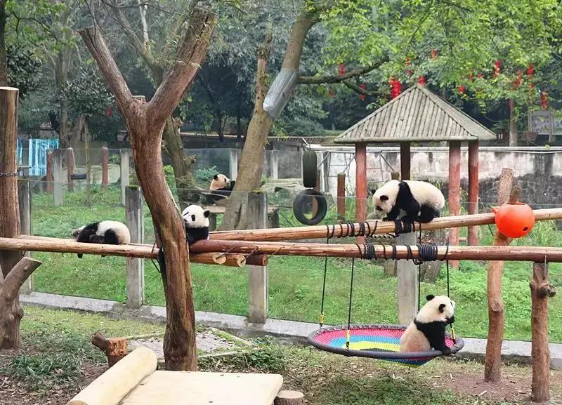 去重庆提前预约什么,先重庆游玩再去峨眉山旅游攻略