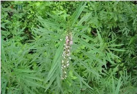 带你们认识这些野生草药,农村随处可见的几种野生中草药