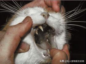 中毒猫咪救活几率,猫咪中药中毒急救