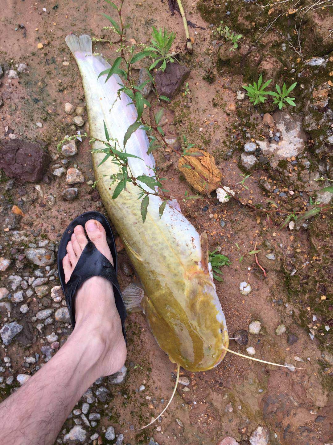 怎么钓鲶鱼，大口鲶，江鲶，鲶巴郎，鲶胡子