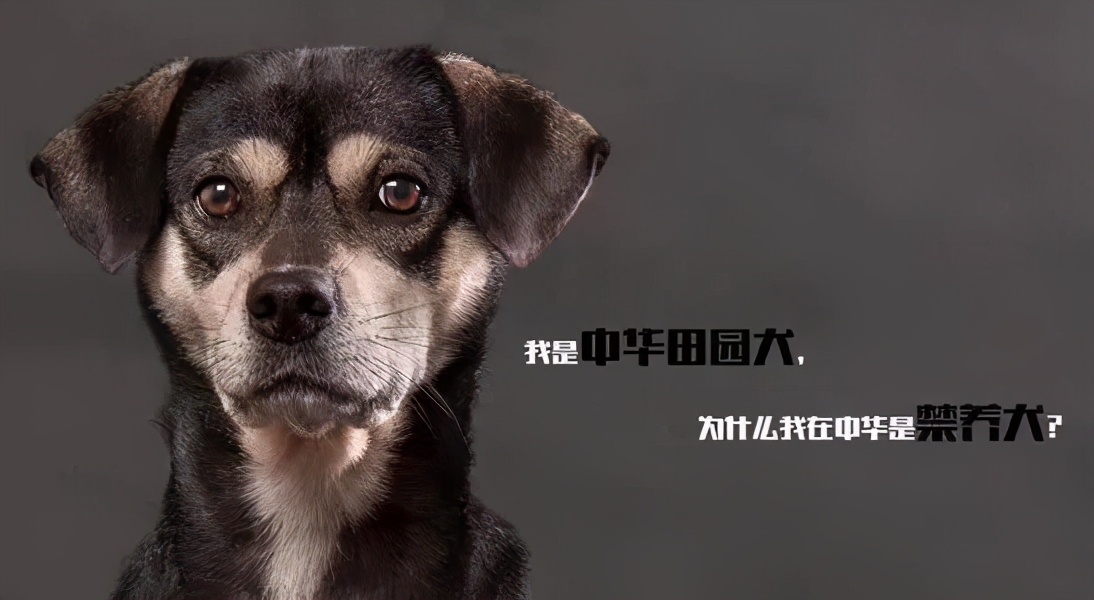 怎么养一只纯种土狗,如何养好一只土狗