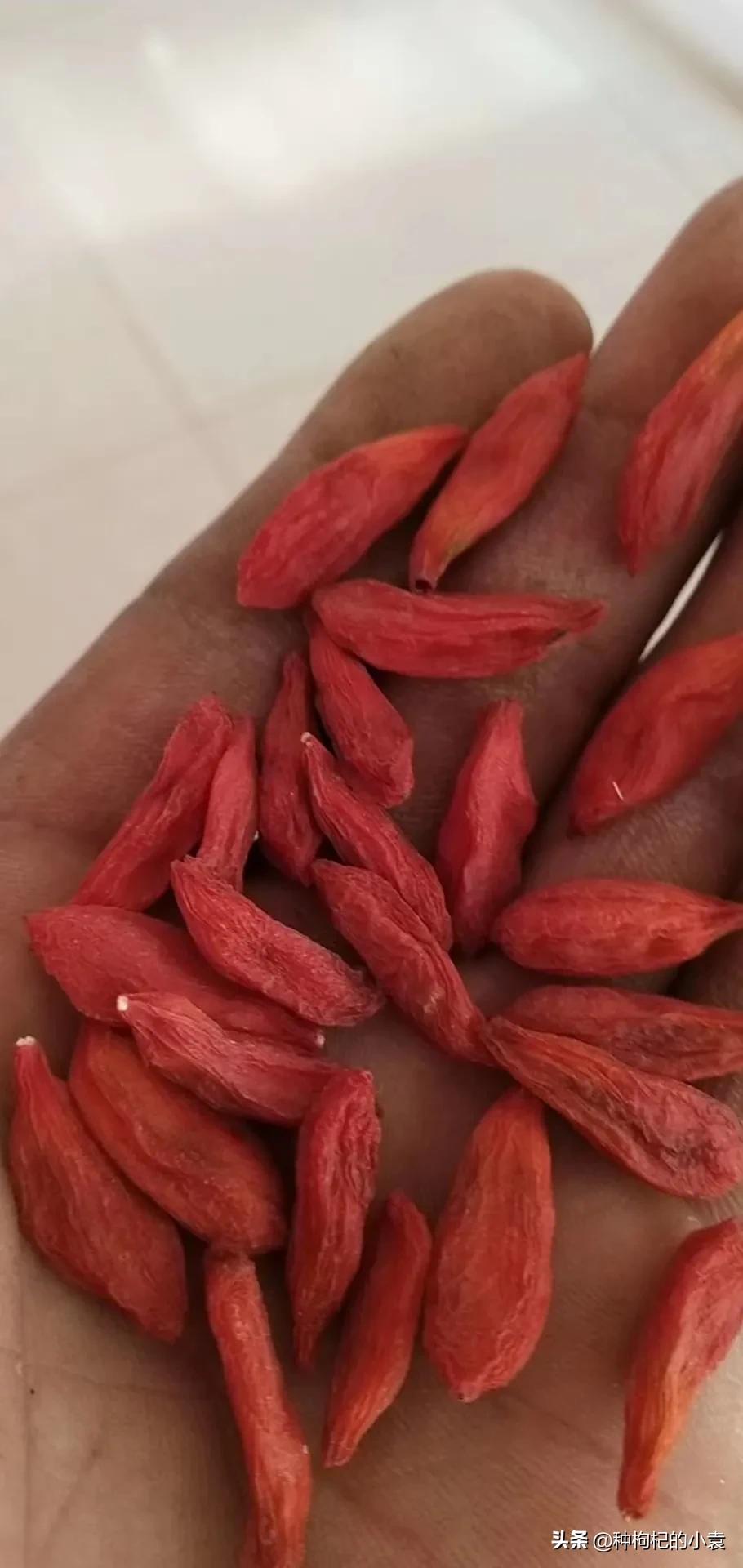 网传无白尖的枸杞被熏硫染色过？小伙告诉你有白尖的可能熏过硫磺
