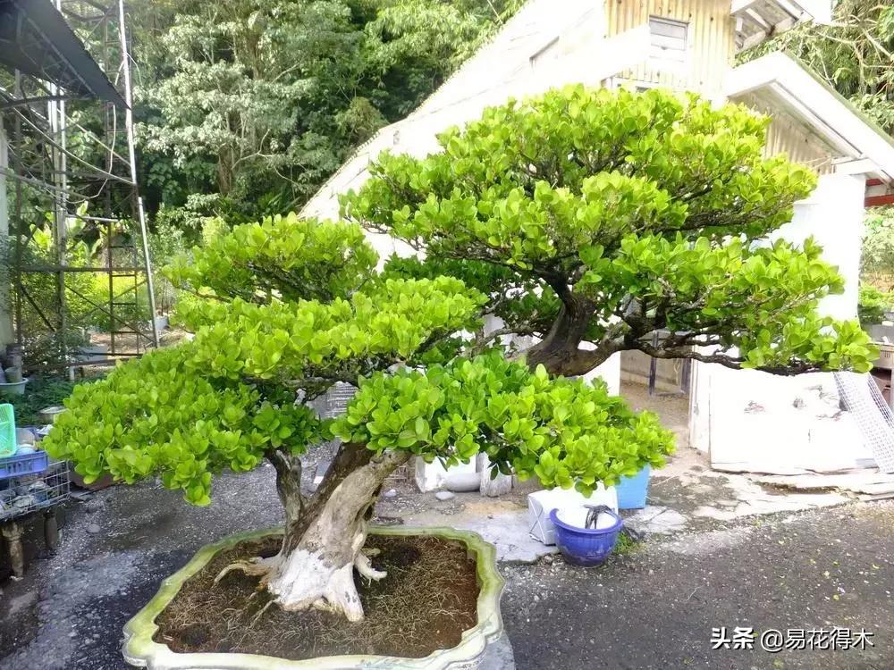 瓜子黄杨玛瑙黄杨雀舌黄杨哪种好,黄杨雀舌和黑玛瑙区别