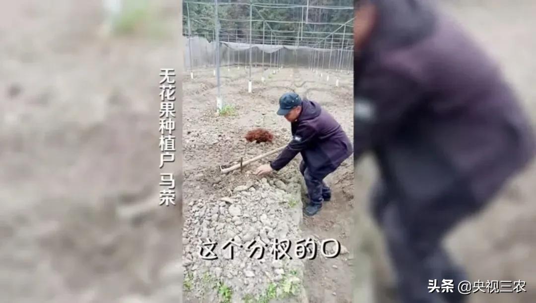 无花果相关知识,无花果的秘密图文结合
