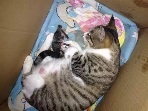 体型小的猫怀孕期间要注意什么,猫长胖只长肚子怎么办