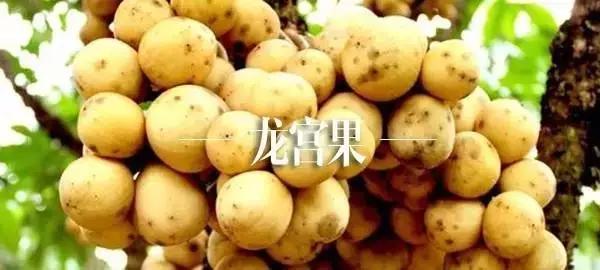 泰国旅游水果自助餐推荐,泰国曼谷自助水果餐