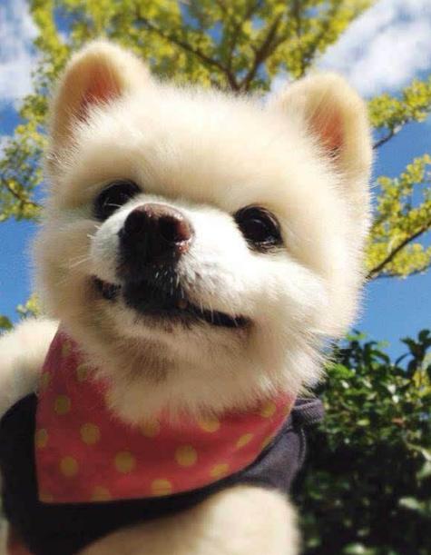 俊介博美犬,俊介型博美