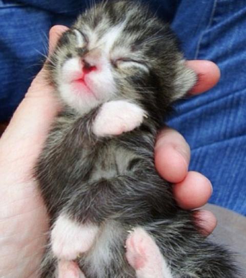 如何养小猫才能不乱跑,怎样饲养小猫崽儿