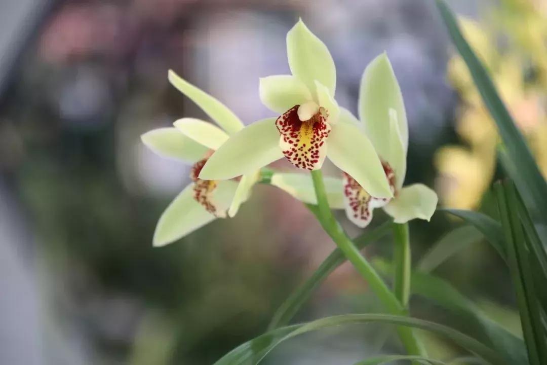 15种最美丽的花,15种开紫花的植物图片