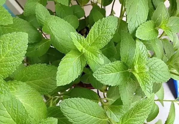 这6种花能净化空气还能杀菌,室内吸甲醛最好的10种花