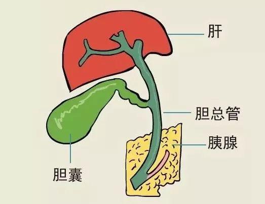 胆囊把胆汁输送到哪里,胆囊炎和胃病胆汁反流有区别吗