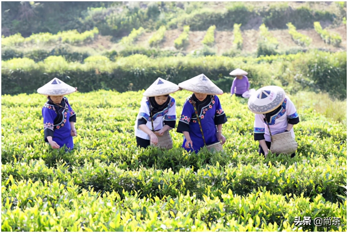 红茶之外的世界｜|给大家解读的这款莓茶，诚壹也没有喝过