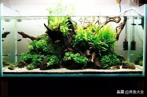 省钱草缸,低成本草缸