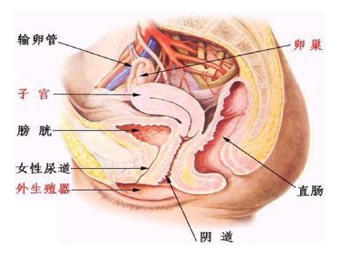 女人味是好还是坏,女人味真的很重要吗