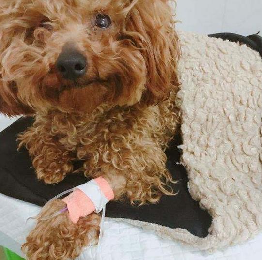 泰迪不吃狗粮吐黄水,泰迪吐黄水怎么回事