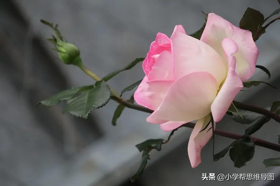 我最喜欢的一本书作文摘抄,我最喜欢的一本书作文评语